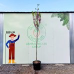 Judášovec strukový (Cercis Siliquastrum) výška- 300-340 cm, obvod kmeňa 8/10 cm, kont C45L (-18°C) - NA KMIENKU